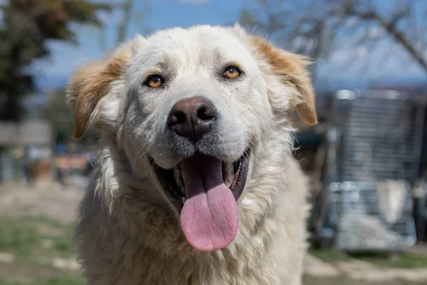 Maremmano karışık köpek kameraya bakıyor dili dışarı sarkmış komik bir surat yapıyor..