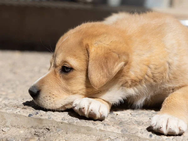 Uykulu köpek yavrusu bir barınakta uyukluyor...
