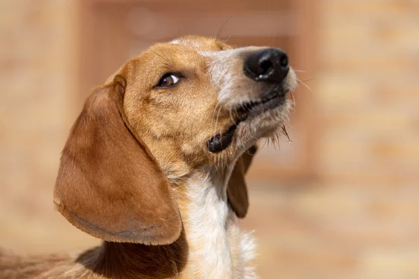 Portrait Brown Segugio Italiano Dog — Zdjęcie stockowe