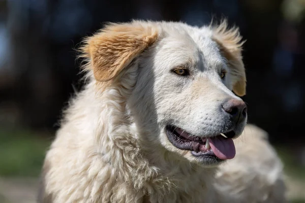 Beyaz bir Maremmano portresi. Karışık koyun köpeği..