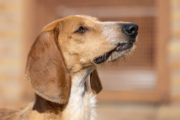 Profile Portrait Brown White Segugio Italiano Scent Hound — Zdjęcie stockowe