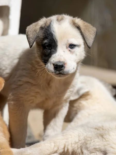 Barınakta siyah beyaz bir yüzü olan sevimli yavru köpek..