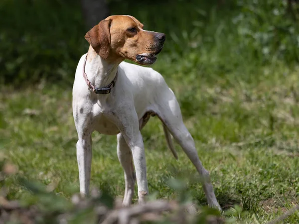 Weißer Zeiger Hund Mit Braunem Kopf Der Aufmerksam Schaut — Stockfoto