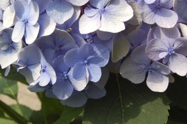 çiçek açan hydrangea, makro