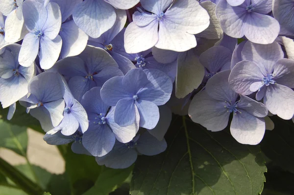 Blooming hydrangea, macro — Stock Photo, Image