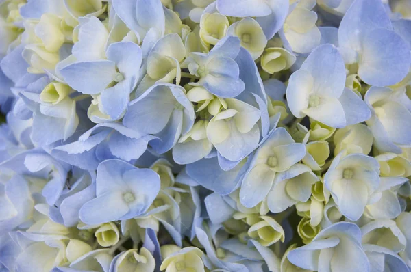 Blooming hydrangea background snapshot — Stock Photo, Image