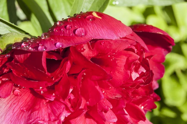 Heads of peonies after rain, macro — Stock Photo, Image