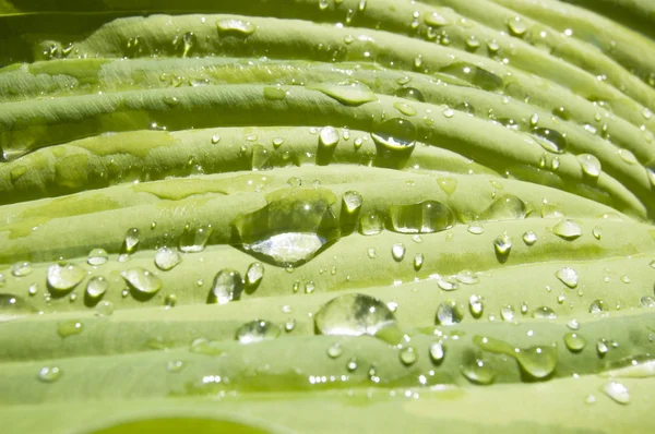Raindrops on a large leaf, macro — Stock Photo, Image