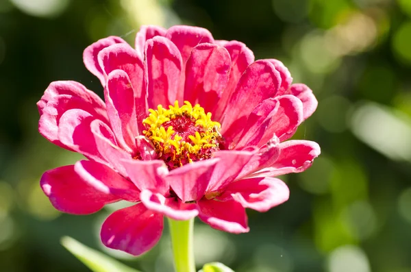 Mooie tuin bloem met een onscherpe achtergrond, macro — Stockfoto