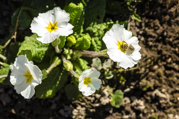 Abeja en una flor blanca onagra — Foto de Stock