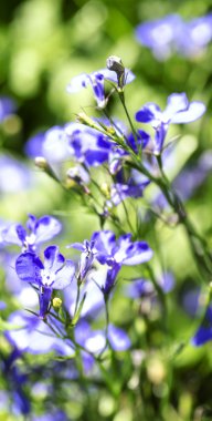 Menekşe çayır çiçek, çiçek arka plan, görüntüyü