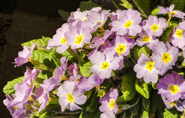 Bahar güneş tarafından aydınlatılmış pembe çuha çiçeği — Stok fotoğraf