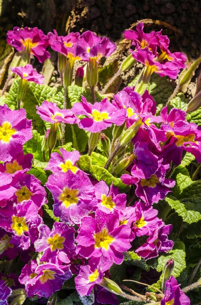 Våren blommor och blad täckt med frost — Stockfoto