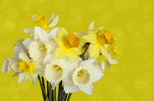 Beautiful bouquet of daffodils on yellow background with bokeh effect — Stock Photo, Image