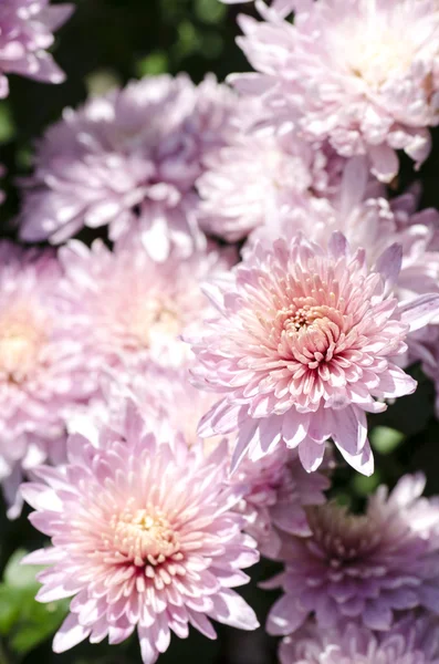 Pink chrysanthemum, floral background, macro image — Stock Photo, Image