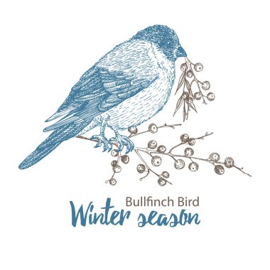 Elle çizilmiş ispinoz kuşu. Dal üzerinde oturan kuş. Beyaz arka planda izole edilmiş. İşleme stili. Victoria dönemi eski kart tasarımı için kış mevsimi kuşları. Klasik illüstrasyon