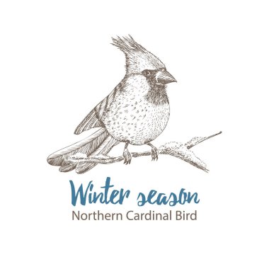 Kuzey Kardinal 'inin el çizimi çizimi. Dal üzerinde oturan kuş. Beyaz arka planda izole edilmiş. İşleme stili. Victoria dönemi eski kart tasarımı için kış mevsimi kuşları. Klasik illüstrasyon