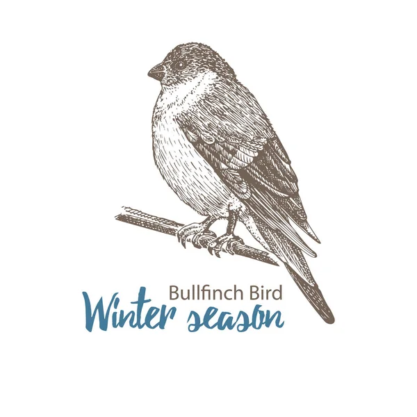 Elle çizilmiş ispinoz kuşu. Dal üzerinde oturan kuş. Beyaz arka planda izole edilmiş. İşleme stili. Victoria dönemi eski kart tasarımı için kış mevsimi kuşları. Klasik illüstrasyon