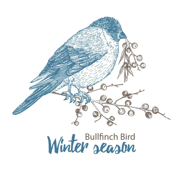 Elle çizilmiş ispinoz kuşu. Dal üzerinde oturan kuş. Beyaz arka planda izole edilmiş. İşleme stili. Victoria dönemi eski kart tasarımı için kış mevsimi kuşları. Klasik illüstrasyon
