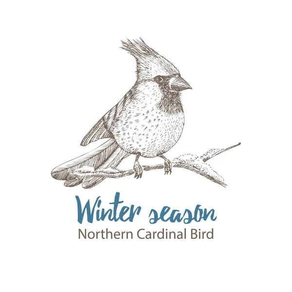 Kuzey Kardinal 'inin el çizimi çizimi. Dal üzerinde oturan kuş. Beyaz arka planda izole edilmiş. İşleme stili. Victoria dönemi eski kart tasarımı için kış mevsimi kuşları. Klasik illüstrasyon