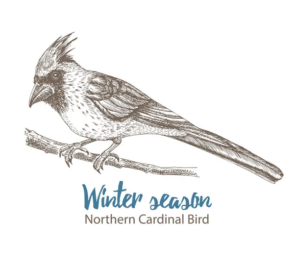 Kuzey Kardinal 'inin el çizimi çizimi. Dal üzerinde oturan kuş. Beyaz arka planda izole edilmiş. İşleme stili. Victoria dönemi eski kart tasarımı için kış mevsimi kuşları. Klasik illüstrasyon