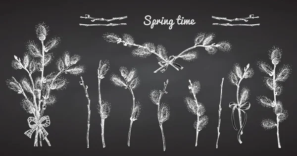 Pussy Willow branches set. Spring bouquet with ribbon bow. Chalk Hand-drawn sketch black and white design isolated on chalkboard background. Outline Sunday Easter symbol collection. Vector