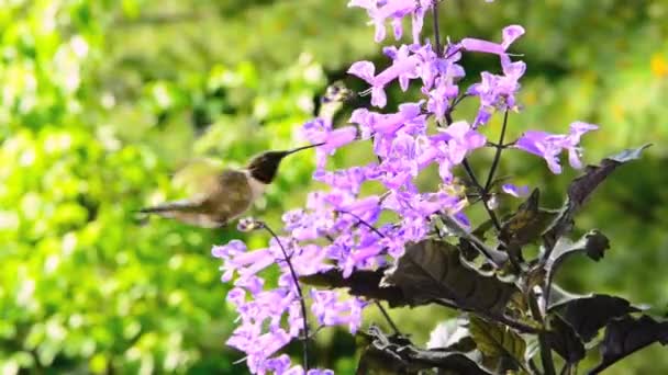 Mężczyzna Ruby Throated Hummingbird — Wideo stockowe