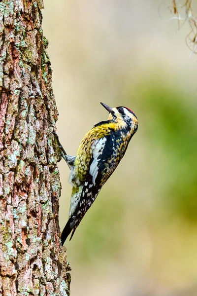 Női Sárgahasú Sapsucker Egy Fenyőfán Skidaway Island State Park Ban — Stock Fotó