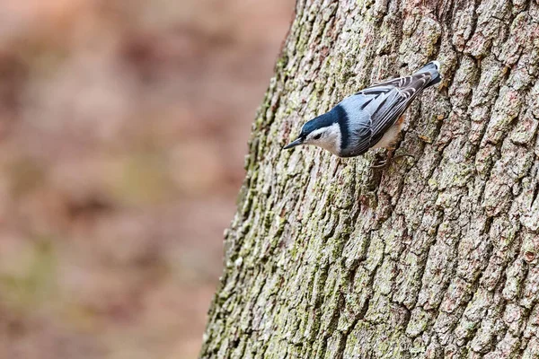 Nuthatch Pecho Blanco Busca Insectos Skidaway Island State Park — Foto de Stock