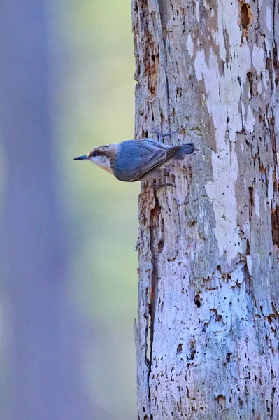 Brown Headed Nuthatch Söker Insekter Skidaway Island State Park — Stockfoto