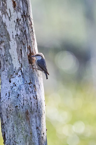 Nuthatch Testa Marrone Scavare Una Cavità Nidificazione Skidaway Island State — Foto Stock