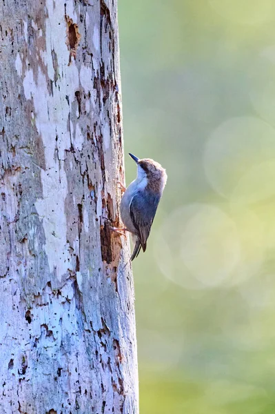 Brown Headed Nuthatch Escavating Häckande Håla Skidaway Island State Park — Stockfoto