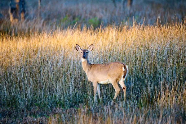 Rådjur Det Höga Kärrgräset Vid Skidaway Island State Park — Stockfoto
