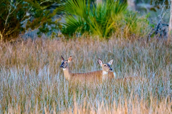 佐治亚州斯基德韦岛州立公园 两只鹿躺在高高的沼泽地草地上 — 图库照片