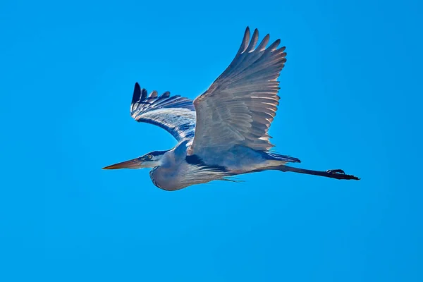 スカイダウェイ島州立公園の青い空に向かって飛ぶグレートブルーヘロン — ストック写真