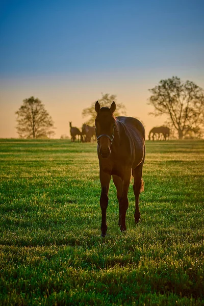 Horse Field Walking Camera — Foto de Stock