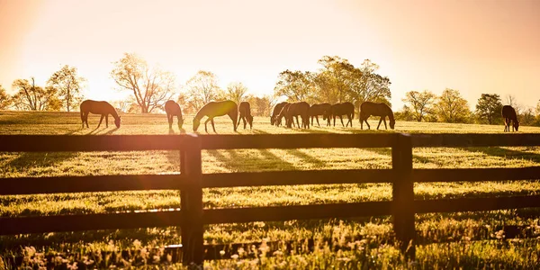 Group Horses Grazing Bright Morning Sun Them — Foto Stock