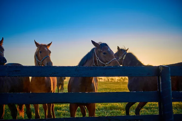 木製の柵に沿って立っている馬のグループ — ストック写真
