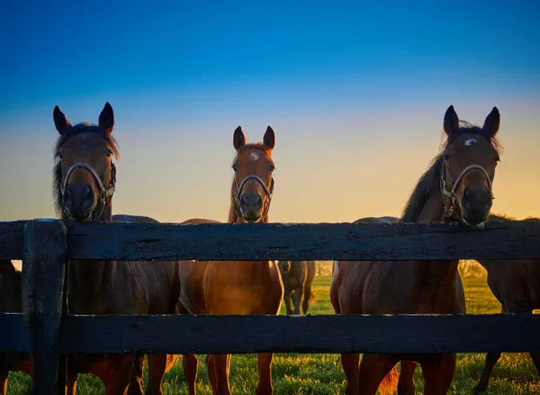 木製のフェンスに沿ってカメラをじっと馬のグループ — ストック写真