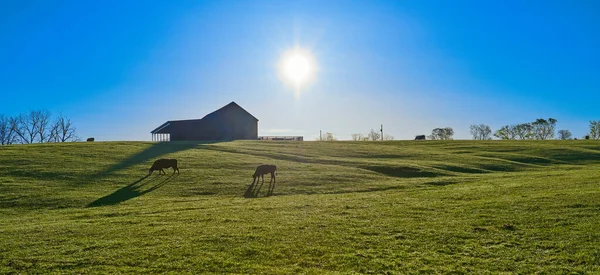 Vacas Pastando Pasto Con Sol Madrugada — Foto de Stock