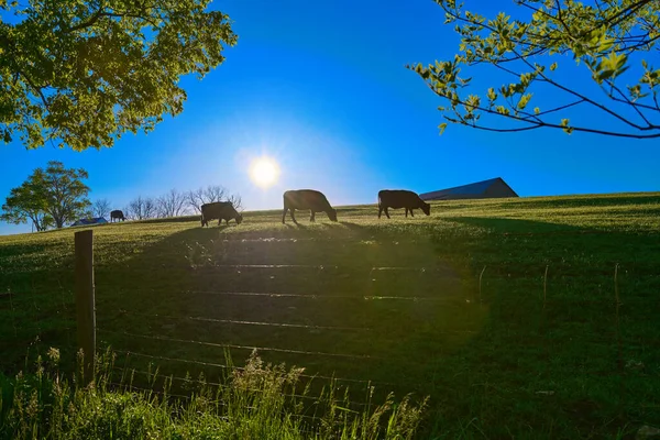Three Cows Grazing Early Morning Sun — стоковое фото