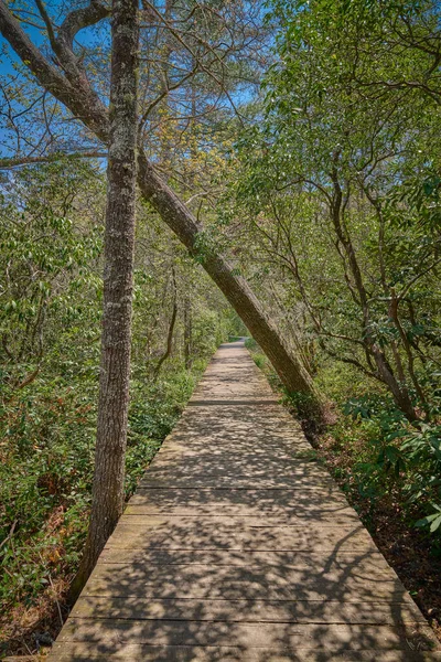 Tree Leaning Wooden Pathway Walkway Pink Beds Picnic Area Pisgah — 스톡 사진