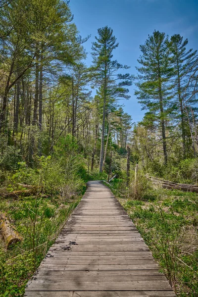 Caminho Madeira Passarela Área Piquenique Das Camas Cor Rosa Floresta — Fotografia de Stock