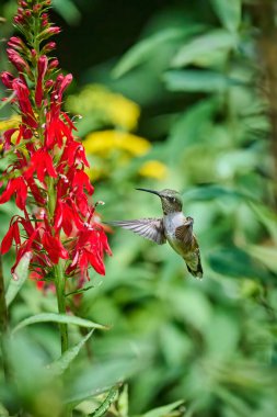 Juvenile male Ruby-throated Hummingbird (rchilochus colubris) feeding on a cardinal flower (Lobelia cardinalis).