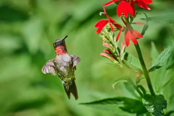 Adult male Ruby-throated Hummingbird (rchilochus colubris) feeding on a cardinal flower (Lobelia cardinalis).