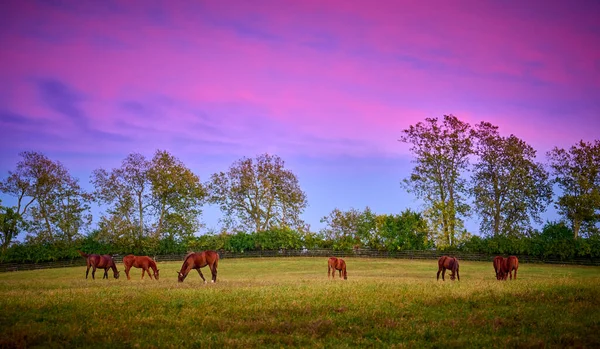 Cavalos Raça Pura Pastando Com Nuvens Noturnas Coloridas — Fotografia de Stock