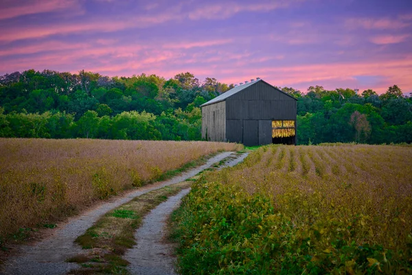 Freshly Cut Tobacco Hanging Tobacco Barn Gravel Road — Stock Photo, Image