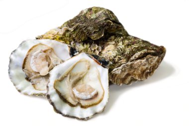 oysters clipart