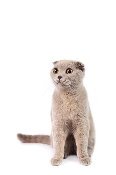 Schottische Faltenkatze — Stockfoto