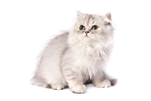 Persian kitten — Stock Photo, Image